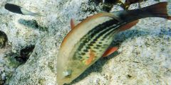 Scarus frenatus (female)