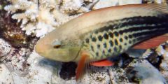 Scarus frenatus (female)