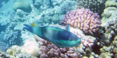 Scarus frenatus