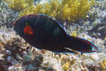 Scarus niger