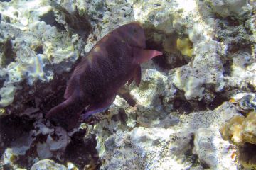 Scarus niger (female)