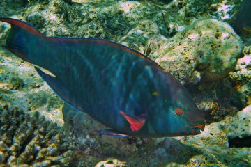 Scarus niger