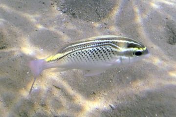 Scolopsis ghanam
