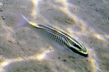 Scolopsis ghanam