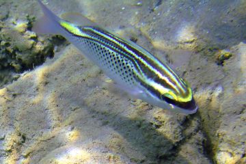 Scolopsis ghanam