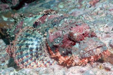 scorpionfish