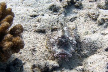 Scorpaenopsis oxycephala