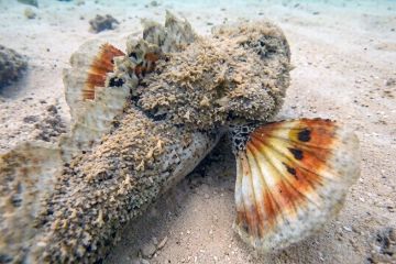 Scorpaena oxycephala
