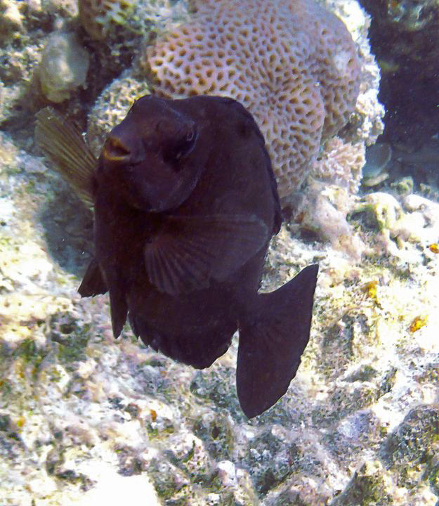Siganus luridus
