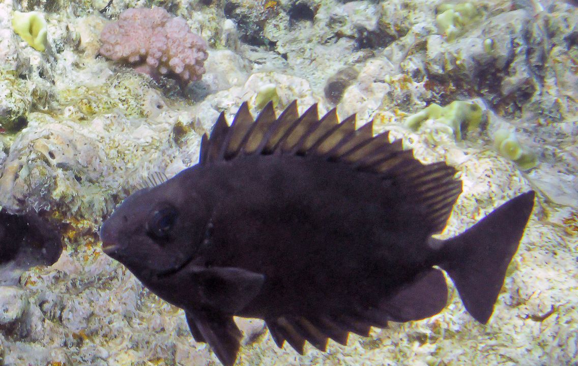 Siganus luridus