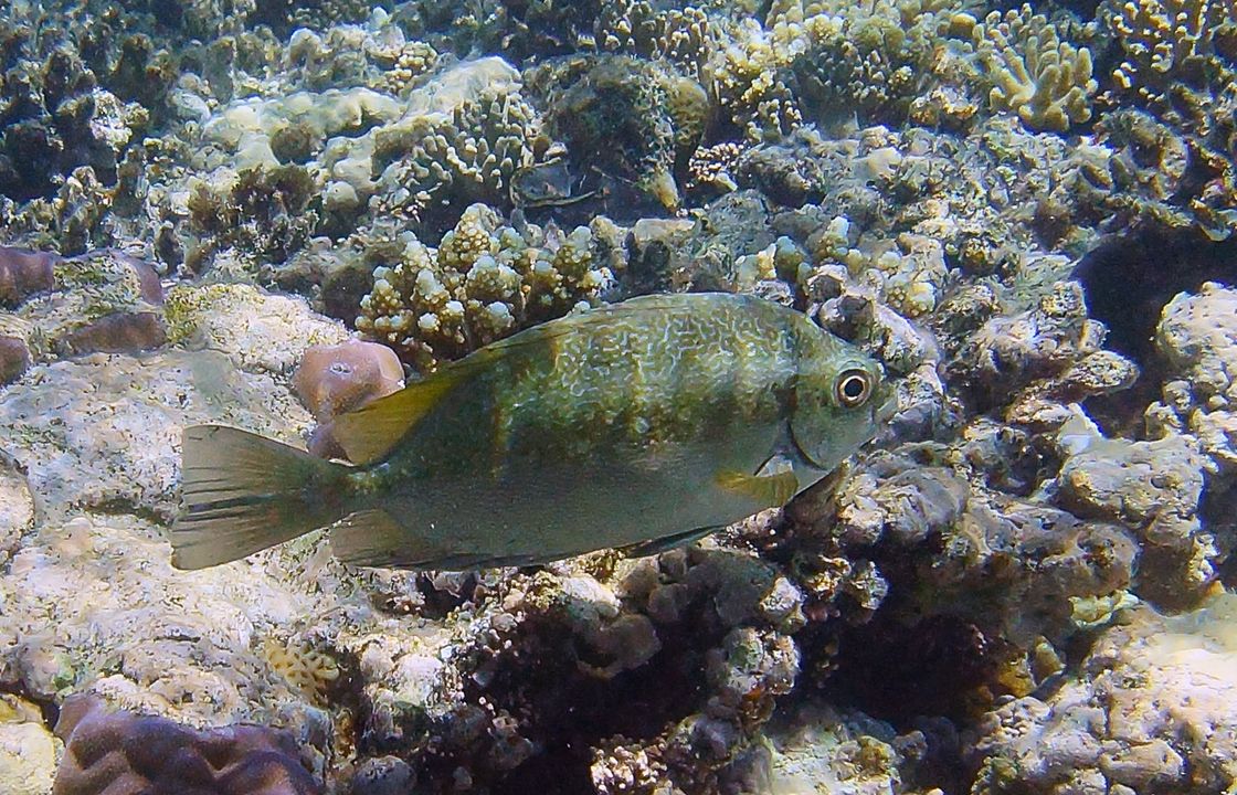 Siganus luridus