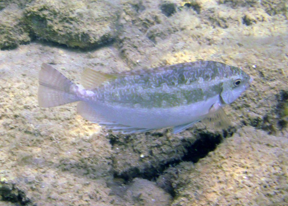 Siganus luridus