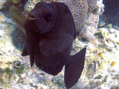 Siganus luridus