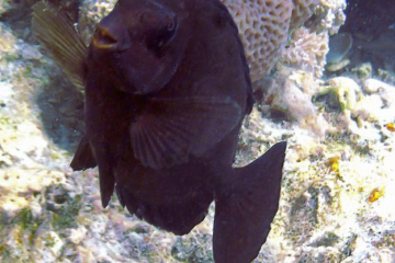 Siganus luridus