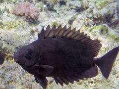 Siganus luridus