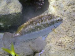 Siganus luridus