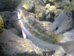 Siganus luridus