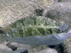 Siganus luridus