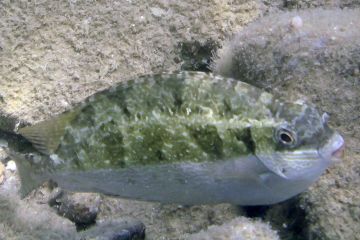 Siganus luridus