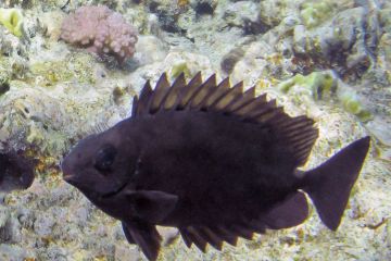 Siganus luridus