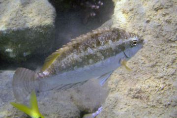 Siganus luridus