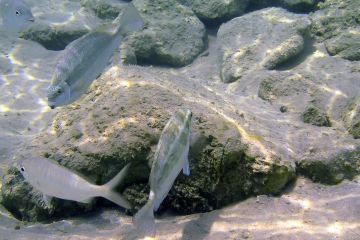 Siganus luridus
