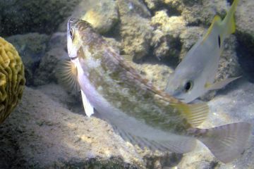 Siganus luridus
