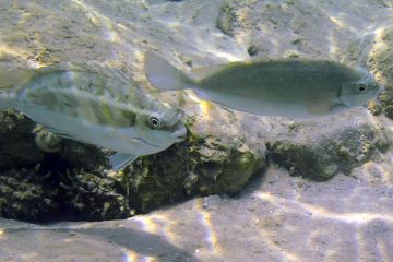 Siganus luridus