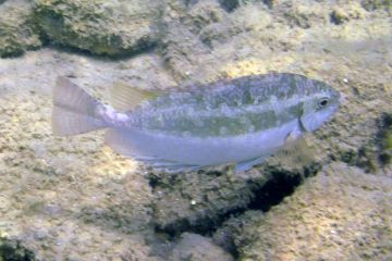 Siganus luridus