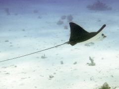 Aetobatus narinari