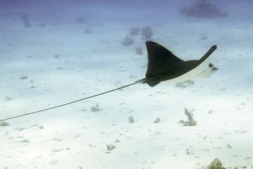 Aetobatus narinari