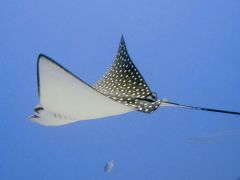 Aetobatus narinari