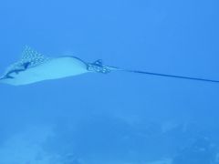 Aetobatus narinari