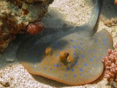 Taeniura lymma