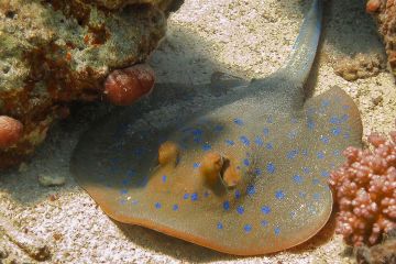 Taeniura lymma