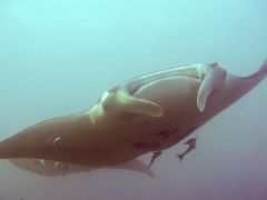 Manta birostris
