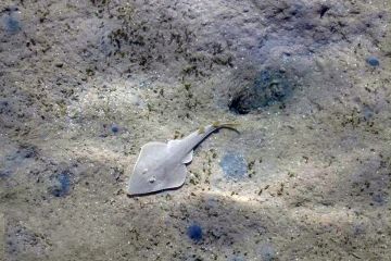 Rhinobatos halavi