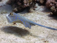 Taeniura lymma