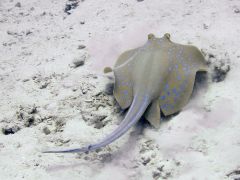 Taeniura lymma