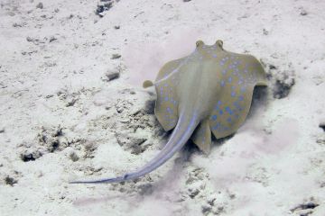 Taeniura lymma