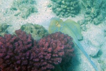 Taeniura lymma