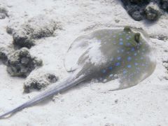Taeniura lymma