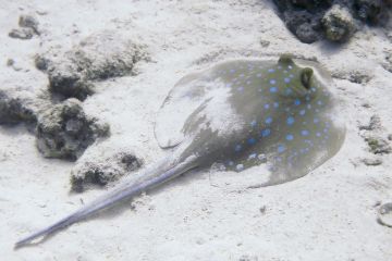 Taeniura lymma