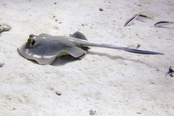 Taeniura lymma