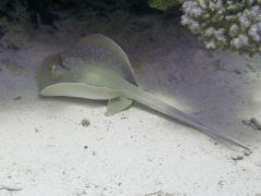 Taeniura lymma