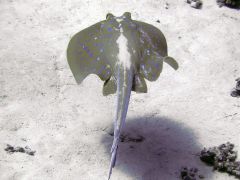 Taeniura lymma