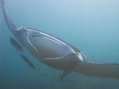 Manta birostris