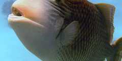 Pseudobalistes flavimarginatus