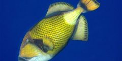 Balistoides viridescens