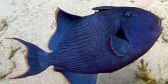 Pseudobalistes fuscus